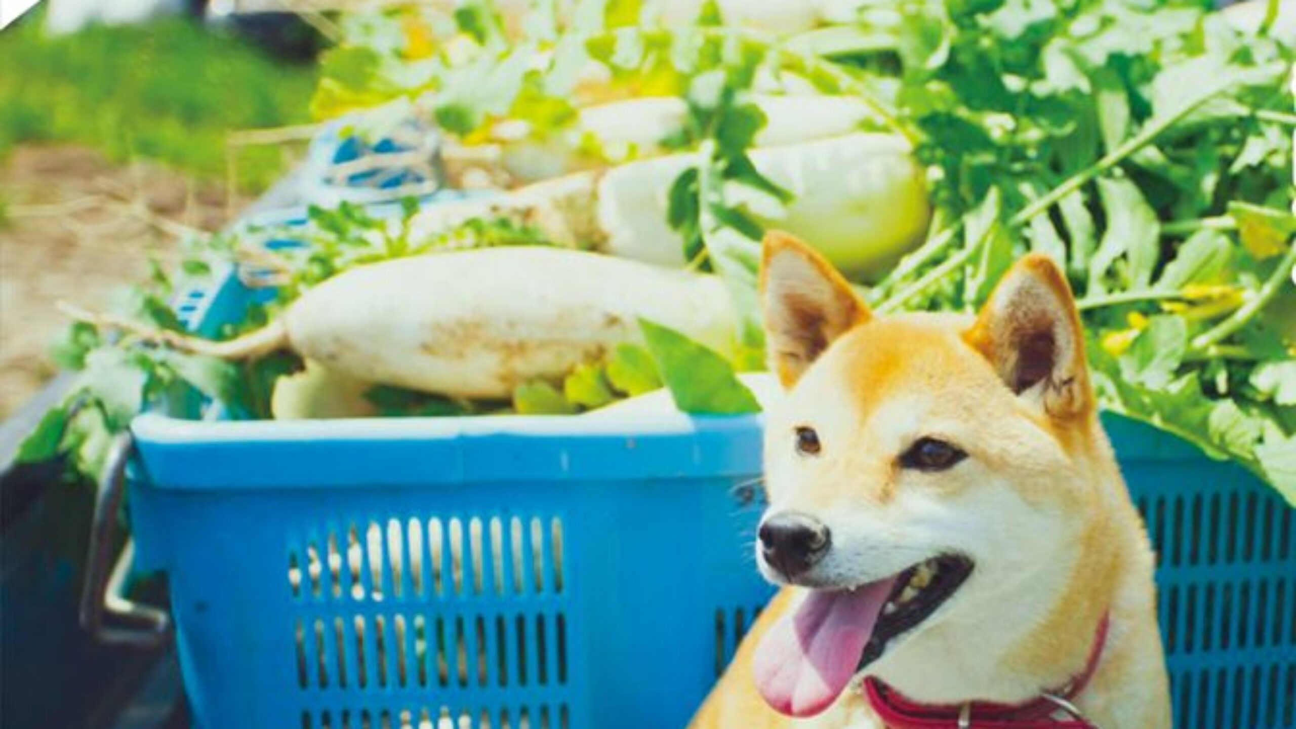 スタッフコラム「僕の京丹後生活」（菅野まいける大貴）